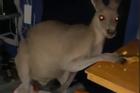 Kangaroo lẻn vào xe cắm trại, trộm đồ ăn