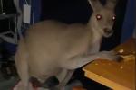 Đám cưới bị ngưng vì 2 con kangaroo đánh nhau-2