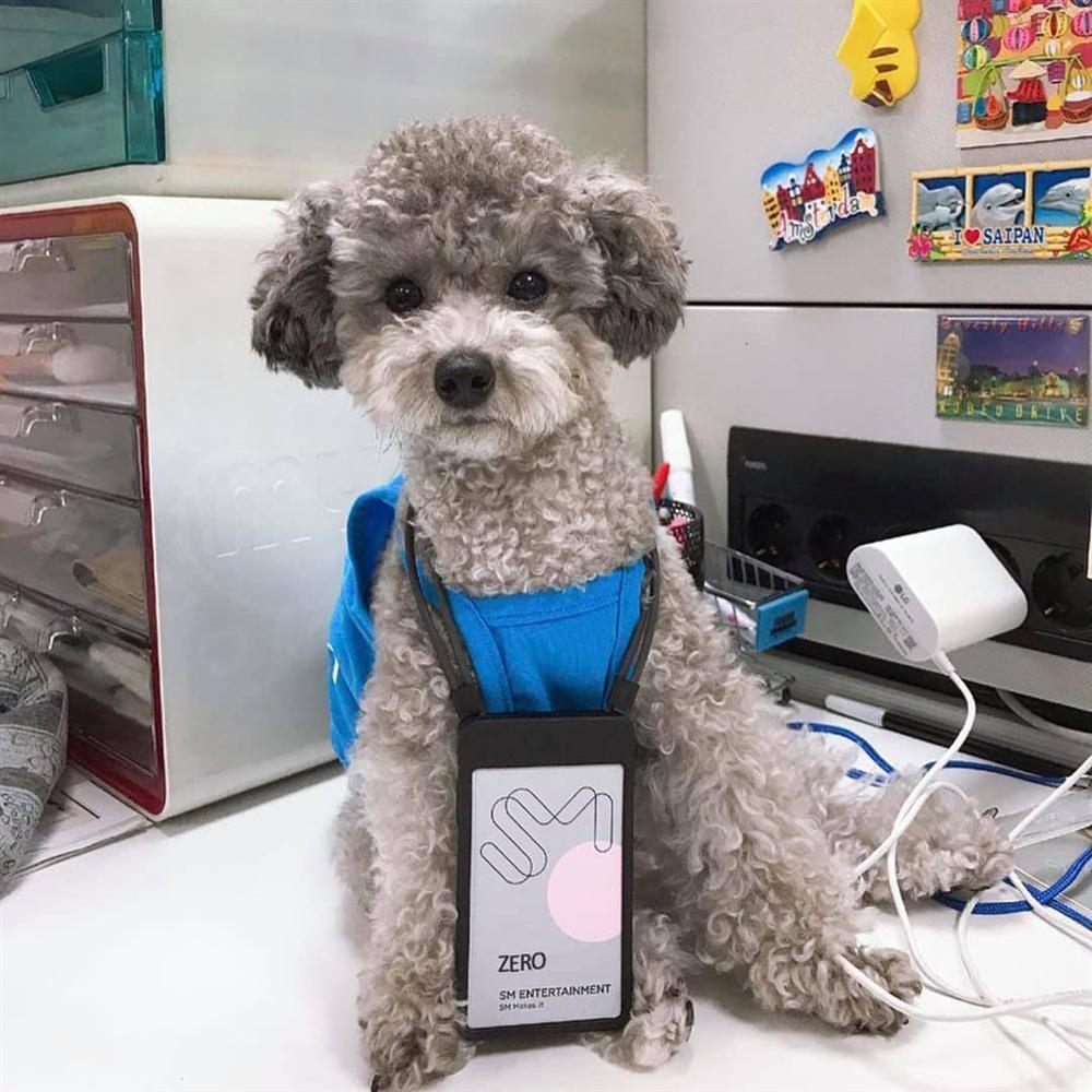 Ravi và Taeyeon hẹn hò, nhân chứng duy nhất chỉ có mỗi chú cún cưng-4