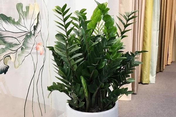 Mệnh Thủy hợp cây gì? Top 5 loại cây hợp mệnh Thủy mang về tài lộc-4