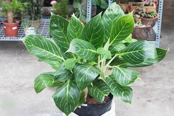 Mệnh Thủy hợp cây gì? Top 5 loại cây hợp mệnh Thủy mang về tài lộc-5