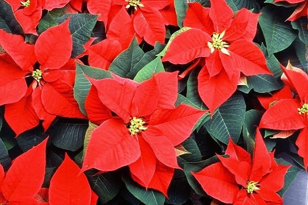 Mệnh Thủy hợp cây gì? Top 5 loại cây hợp mệnh Thủy mang về tài lộc-7