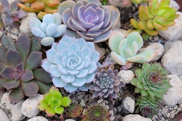 Mệnh Thủy hợp cây gì? Top 5 loại cây hợp mệnh Thủy mang về tài lộc-8