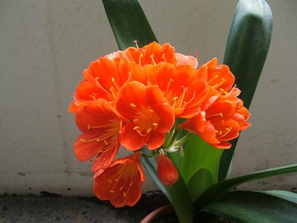 Mệnh Thủy hợp cây gì? Top 5 loại cây hợp mệnh Thủy mang về tài lộc-9