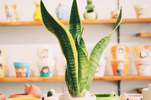 Mệnh Thủy hợp cây gì? Top 5 loại cây hợp mệnh Thủy mang về tài lộc-10