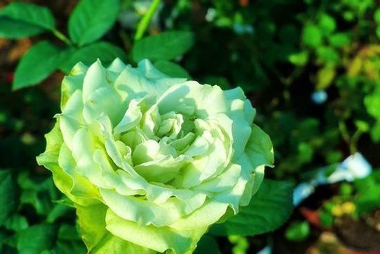 Tử vi 12 cung hoàng đạo thứ Tư ngày 30/12/2020: Cự Giải trách nhiệm, Nhân Mã thờ ơ