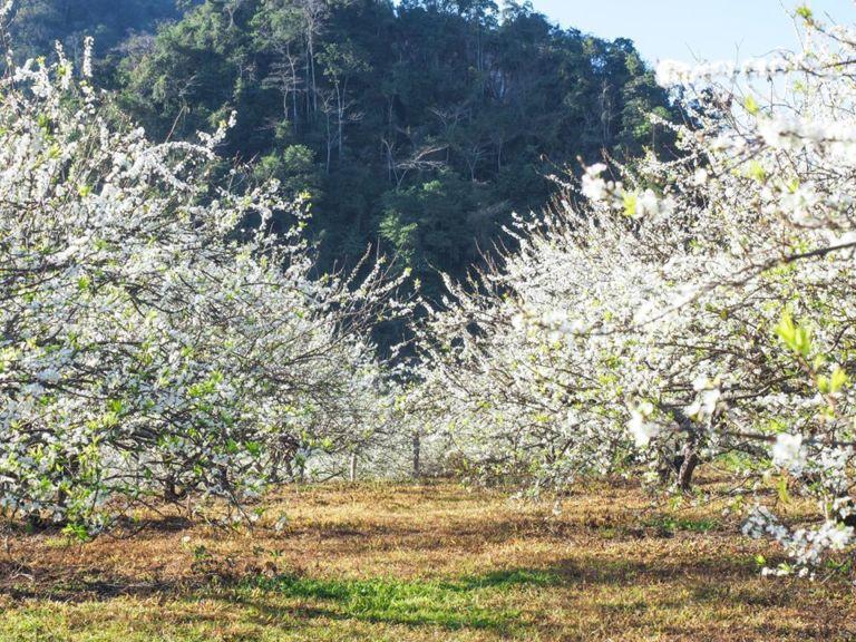 Những điểm check-in hoa mận trắng nở cực đẹp ở Mộc Châu vào mùa này-6