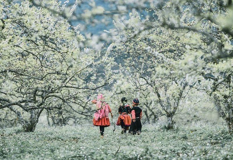 Những điểm check-in hoa mận trắng nở cực đẹp ở Mộc Châu vào mùa này-5