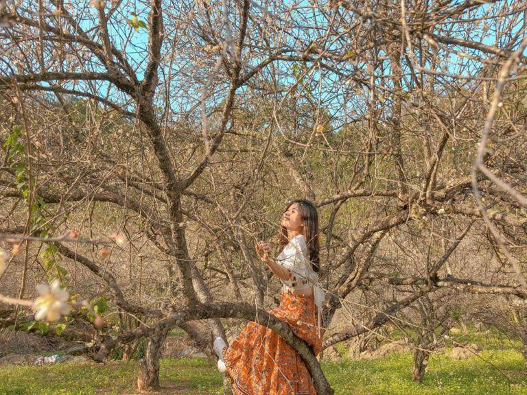 Những điểm check-in hoa mận trắng nở cực đẹp ở Mộc Châu vào mùa này-8