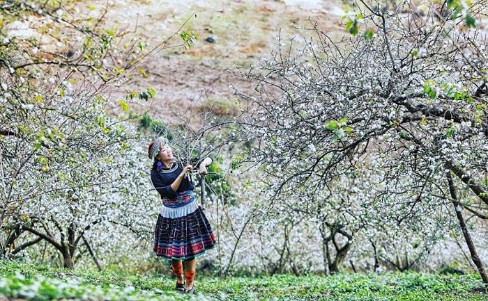 Những điểm check-in hoa mận trắng nở cực đẹp ở Mộc Châu vào mùa này-12