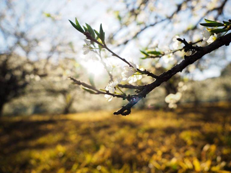 Những điểm check-in hoa mận trắng nở cực đẹp ở Mộc Châu vào mùa này-13