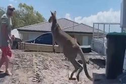 Clip: Bị xua đuổi, kangaroo 'sôi máu' tung đòn hạ gục đối phương rồi bỏ chạy