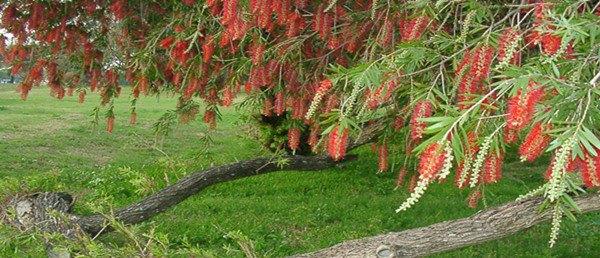 Có thể trồng liễu trước cửa nhà không? Tại sao các cụ xưa khuyên không nên-1