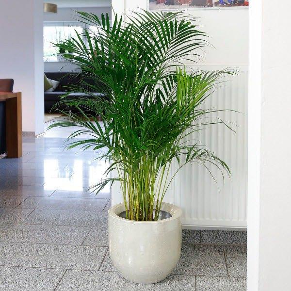 Có thể trồng liễu trước cửa nhà không? Tại sao các cụ xưa khuyên không nên-2