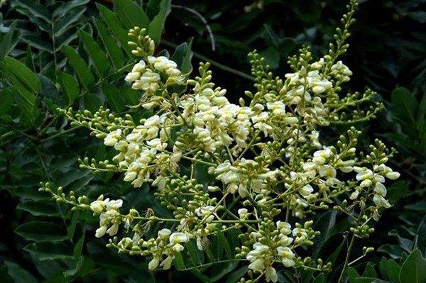 Có thể trồng liễu trước cửa nhà không? Tại sao các cụ xưa khuyên không nên-3