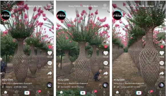 Những bình hoa khổng lồ, rực rỡ được đặt ngoài trời khiến dân mạng trầm trồ và sự thật-1