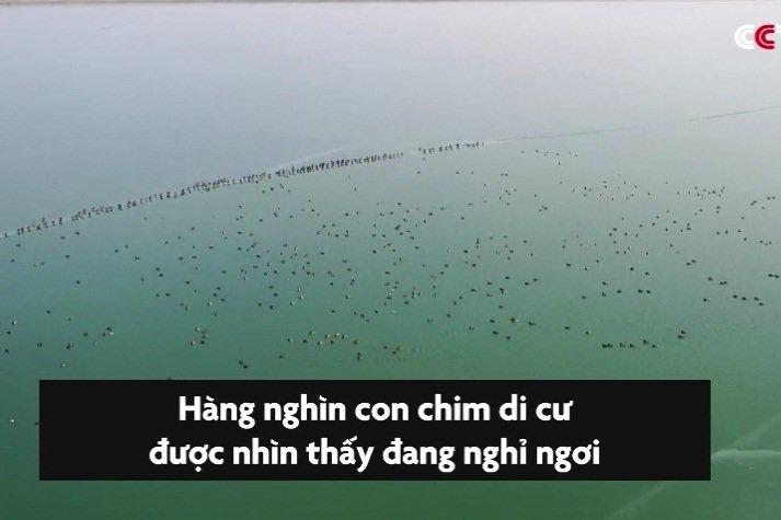 Chim cánh cụt đua nhau nhảy xuống biển từ tảng băng trôi-1