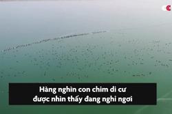 Hàng nghìn con chim di cư đậu trên mặt hồ chứa nước