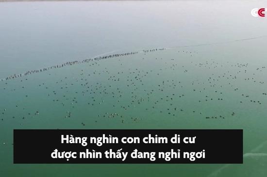 Hàng nghìn con chim di cư đậu trên mặt hồ chứa nước