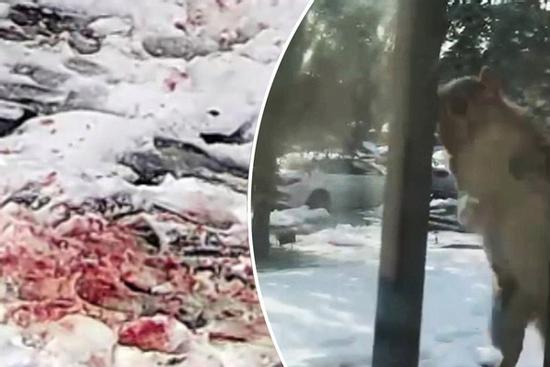 Lũ sóc 'đầu gấu' điên cuồng tấn công người dân, khung cảnh như phim kinh dị