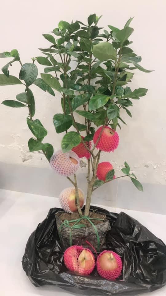 Hí hửng mua táo bonsai online về chơi Tết, thanh niên ngã ngửa khi nhận hàng-1