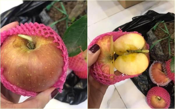 Hí hửng mua táo bonsai online về chơi Tết, thanh niên ngã ngửa khi nhận hàng-2