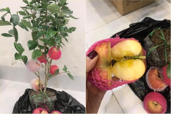 Hí hửng mua táo bonsai online về chơi Tết, thanh niên ngã ngửa khi nhận hàng