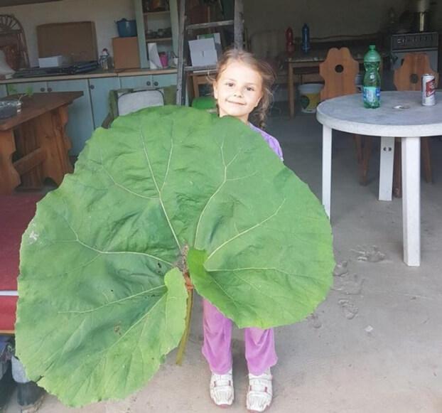 Những thực phẩm đột biến gen cứ ngỡ chỉ có trên phim hoạt hình-7