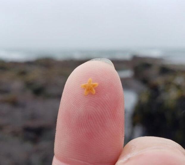 Những thực phẩm đột biến gen cứ ngỡ chỉ có trên phim hoạt hình-8