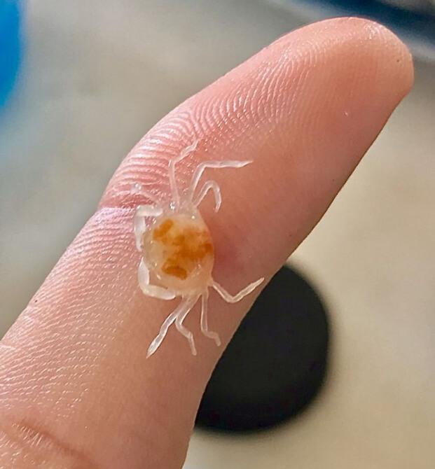 Những thực phẩm đột biến gen cứ ngỡ chỉ có trên phim hoạt hình-11