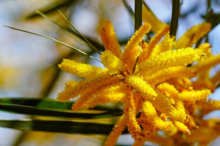 Mê mẩn một góc trời vàng rực với mùa hoa keo lá tràm ở Phan Thiết-2
