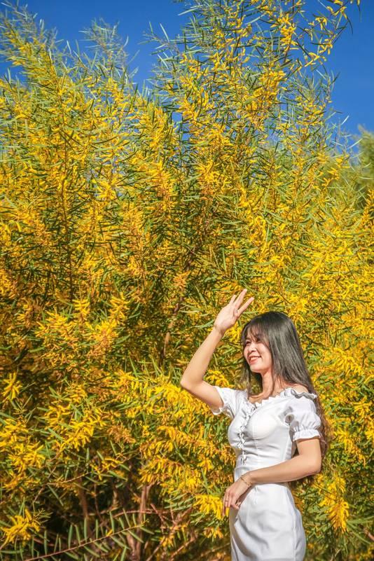 Mê mẩn một góc trời vàng rực với mùa hoa keo lá tràm ở Phan Thiết-6