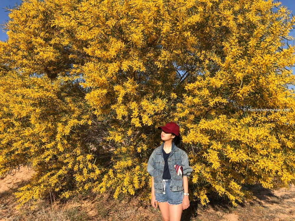Mê mẩn một góc trời vàng rực với mùa hoa keo lá tràm ở Phan Thiết-9