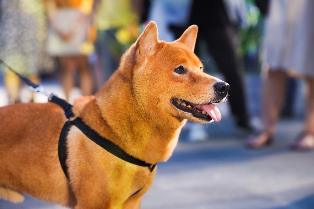 Vợ chồng Tăng Thanh Hà cùng gia đình đại náo thảm đỏ ra mắt phim Cậu Vàng-1