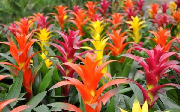 Năm 2021, 12 con giáp nên trồng cây phong thủy gì để vượng phát tài lộc?-2