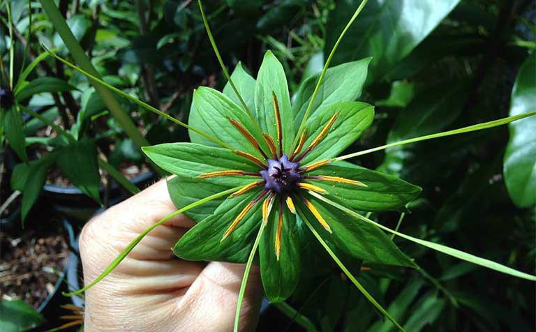 Năm 2021, 12 con giáp nên trồng cây phong thủy gì để vượng phát tài lộc?-3