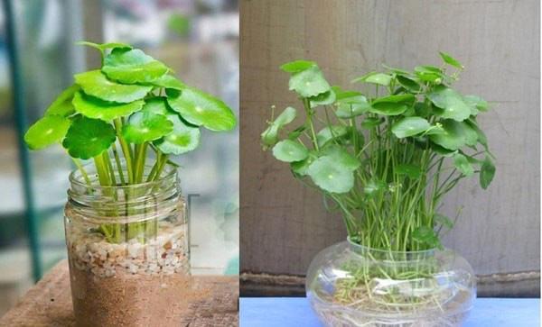 Năm 2021, 12 con giáp nên trồng cây phong thủy gì để vượng phát tài lộc?-6