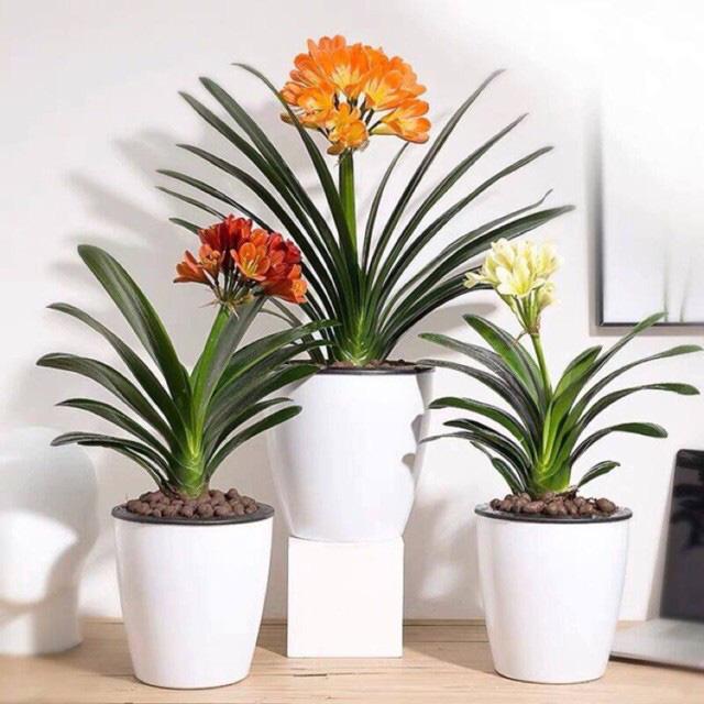 Năm 2021, 12 con giáp nên trồng cây phong thủy gì để vượng phát tài lộc?-8