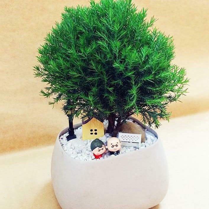 Năm 2021, 12 con giáp nên trồng cây phong thủy gì để vượng phát tài lộc?-9