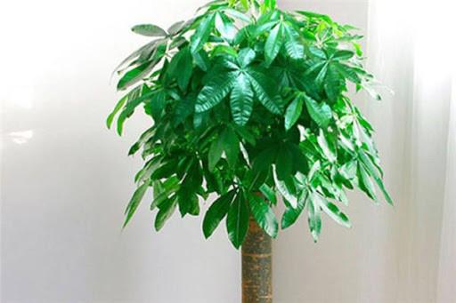 Năm 2021, 12 con giáp nên trồng cây phong thủy gì để vượng phát tài lộc?-11