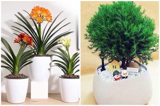 Năm 2021, 12 con giáp nên trồng cây phong thủy gì để vượng phát tài lộc?