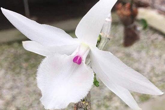 Bỏ gần 1 tỷ mua lan đột biến, 4 người nhận cái kết đắng