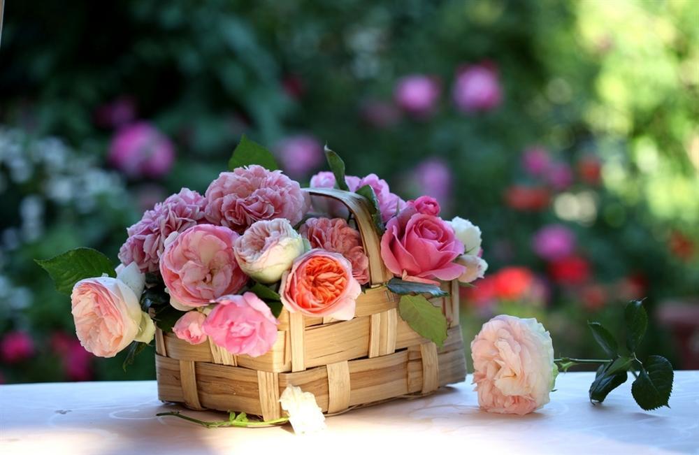 Tử vi 12 cung hoàng đạo thứ Bảy ngày 9/1/2021: Cự Giải bốc đồng, Nhân Mã thông minh-2