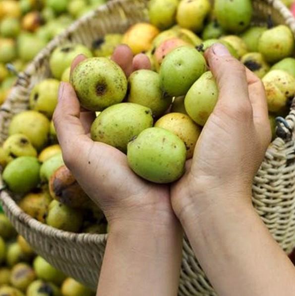 Những loại quả rừng rụng đầy chả ai nhặt nhưng lại được dân thành phố cực mê-1