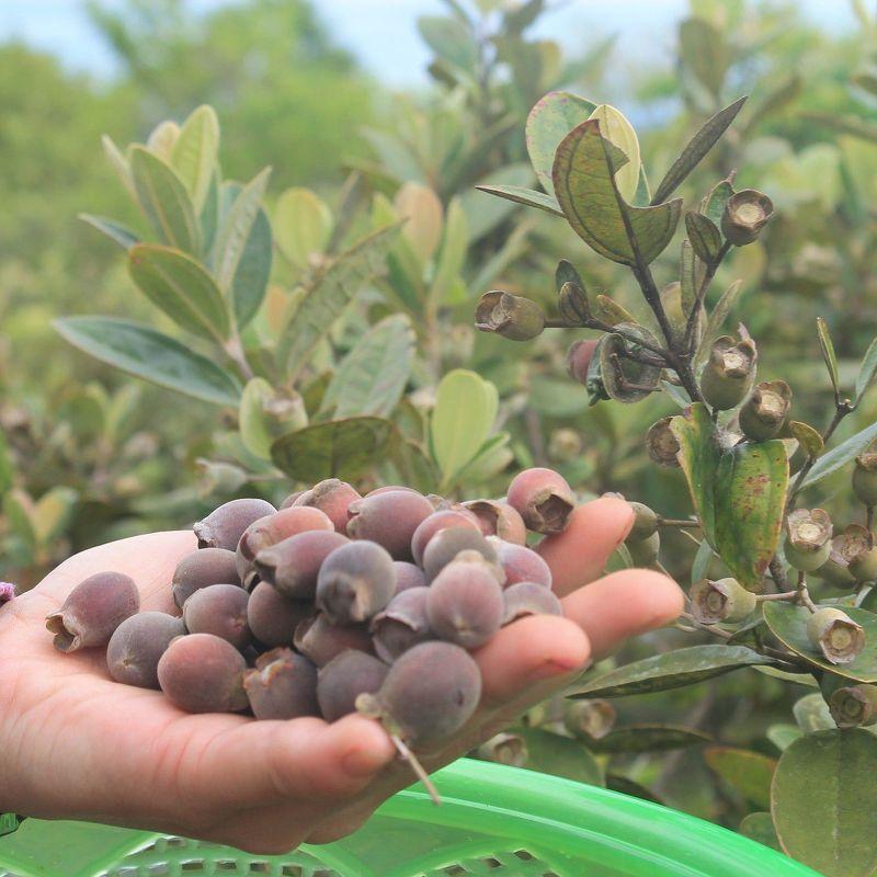 Những loại quả rừng rụng đầy chả ai nhặt nhưng lại được dân thành phố cực mê-2