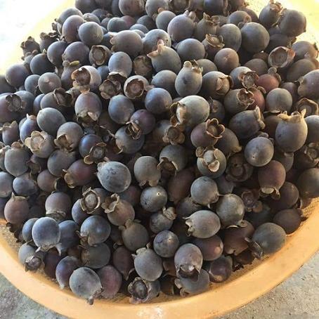 Những loại quả rừng rụng đầy chả ai nhặt nhưng lại được dân thành phố cực mê-3