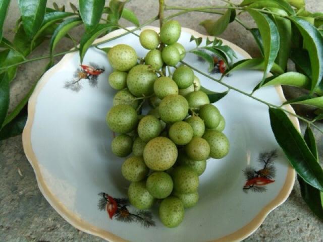 Những loại quả rừng rụng đầy chả ai nhặt nhưng lại được dân thành phố cực mê-4