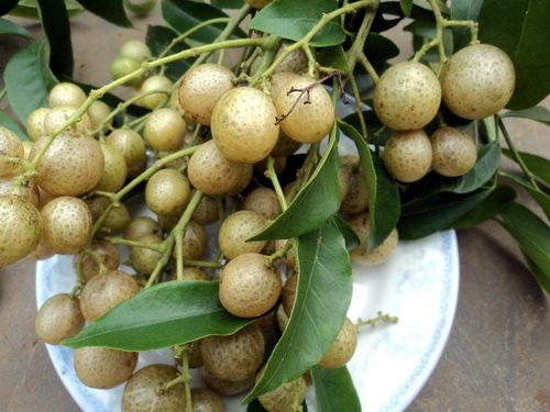 Những loại quả rừng rụng đầy chả ai nhặt nhưng lại được dân thành phố cực mê-5