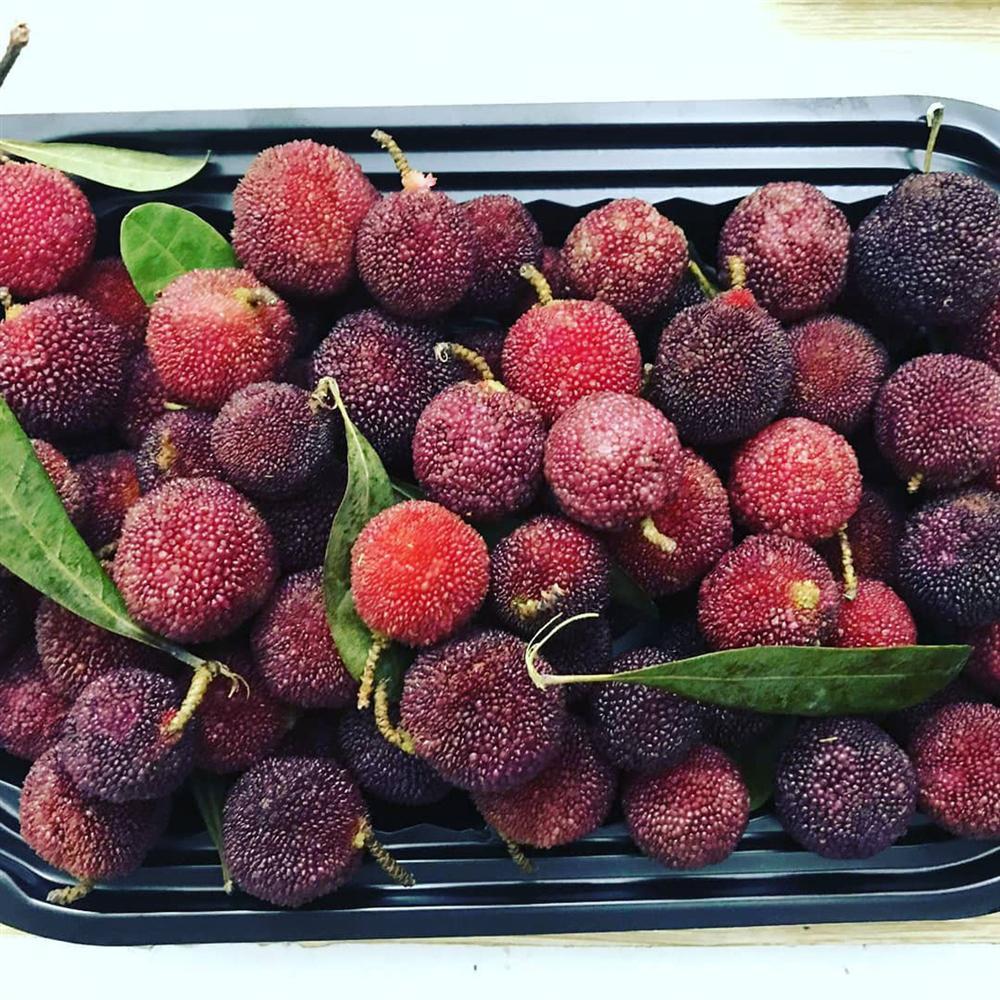 Những loại quả rừng rụng đầy chả ai nhặt nhưng lại được dân thành phố cực mê-6