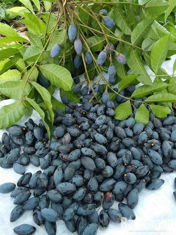 Những loại quả rừng rụng đầy chả ai nhặt nhưng lại được dân thành phố cực mê-10